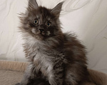 Кошки в Воронеже: Котёнок мейн-кун Мальчик, 45 000 руб. - фото 1