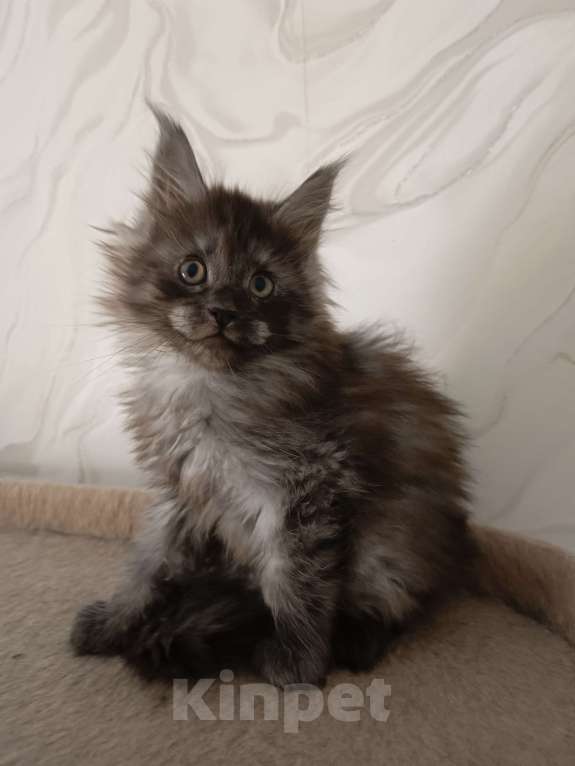 Кошки в Воронеже: Котёнок мейн-кун Мальчик, 45 000 руб. - фото 1