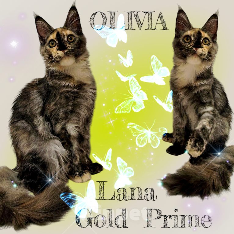 Кошки в Краснодаре: ОЛИВИЯ Девочка, 45 000 руб. - фото 10