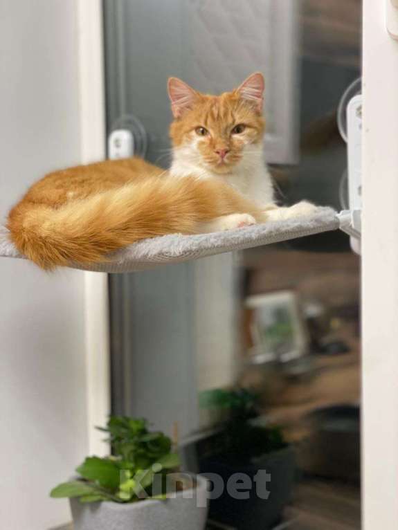 Кошки в Москве: кот подросток Теоша ищет дом Мальчик, Бесплатно - фото 4