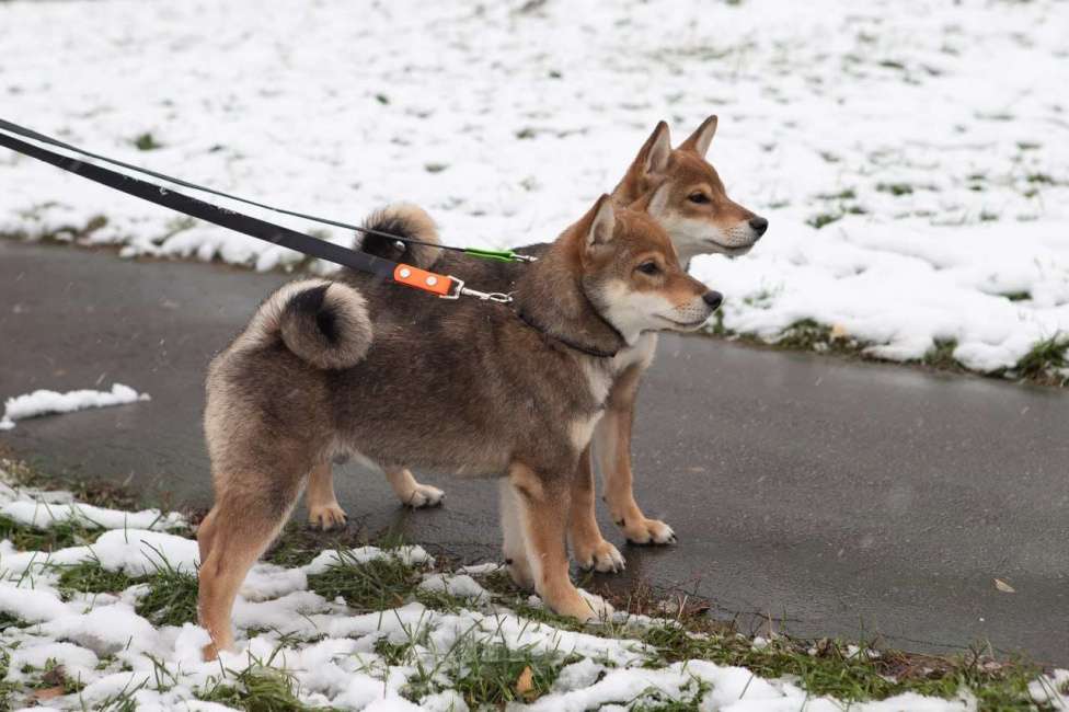Собаки в Москве:  Предлагаем вашему вниманию щенков породы Сиба-ину! Мальчик, 80 000 руб. - фото 2