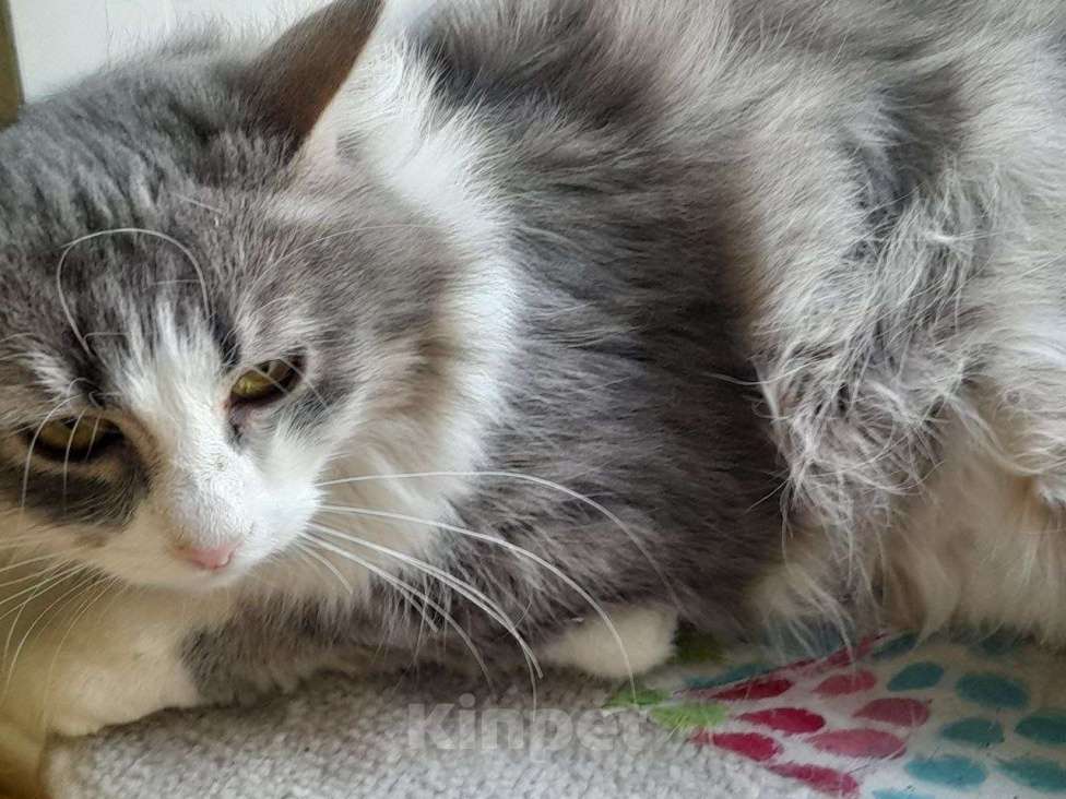 Кошки в Люберцах: Обаятельный котик Нафаня ищет семью! Мальчик, Бесплатно - фото 6