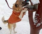Собаки в Москве: Маленькая Лия (40 см) в поисках семьи Девочка, Бесплатно - фото 8