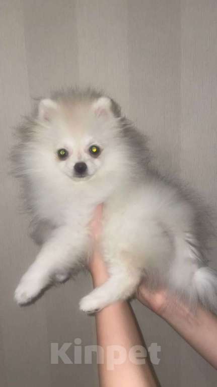 Собаки в Кирове: Померанский шпиц. Продажа. POMERANIAN PUPPY. SALE. Девочка, 30 000 руб. - фото 4