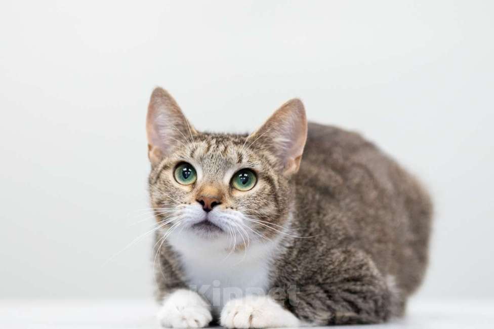 Кошки в Москве: Овечка Девочка, Бесплатно - фото 3