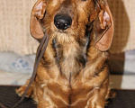 Собаки в Балашихе: Такса стандартная жесткошерстная. Девочка, 45 000 руб. - фото 1