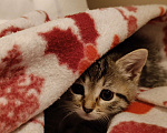 Кошки в Химках: Котёнок-девочка Девочка, 1 500 руб. - фото 3