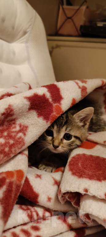 Кошки в Химках: Котёнок-девочка Девочка, 1 500 руб. - фото 3