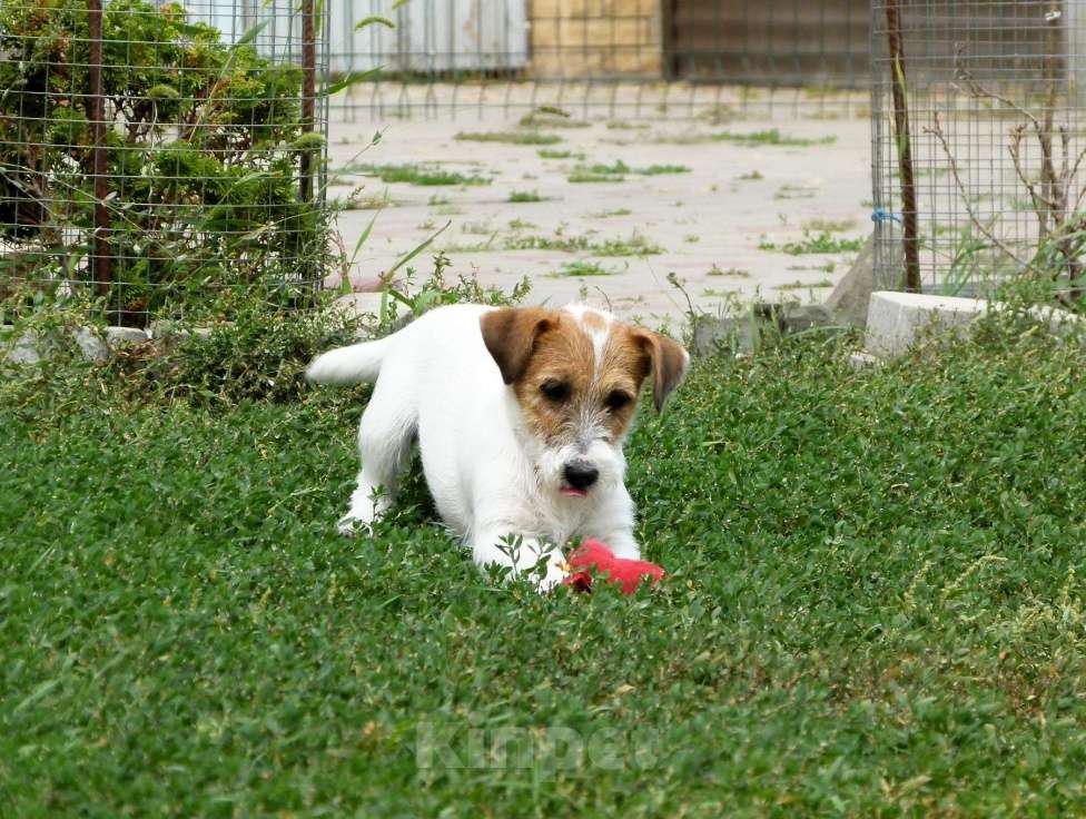 Собаки в других городах Ростовской области: Щенок Джек Рассел Терьера Мальчик, 40 000 руб. - фото 2
