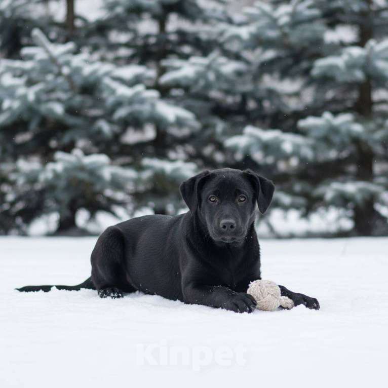 Собаки в Москве: Грей ищет семью Мальчик, Бесплатно - фото 5