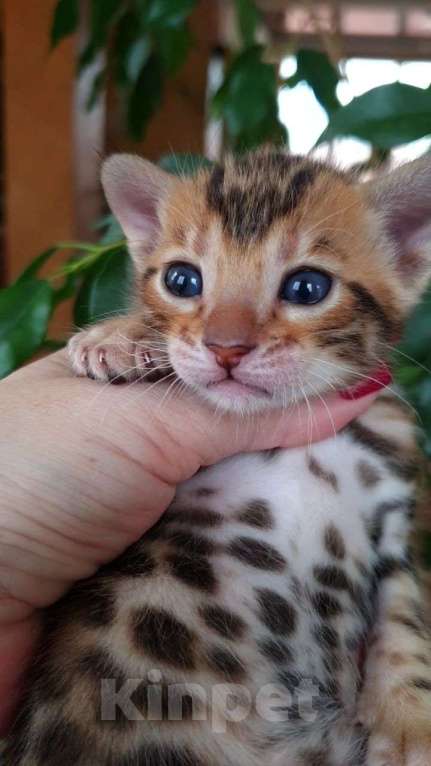Кошки в Москве: Бенгальский мальчик Мальчик, 80 000 руб. - фото 3