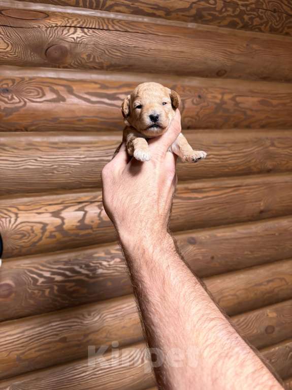 Собаки в Краснодаре: Той пудель щенок Девочка, 65 000 руб. - фото 2