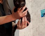 Кошки в Ессентуках: Ищу семью для котёнка Девочка, Бесплатно - фото 1
