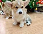Собаки в Краснодаре: Щенки Вельш-корги Пемброк Мальчик, 55 000 руб. - фото 2