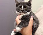 Кошки в Москве: Котенок - девочка ищет дом! Девочка, Бесплатно - фото 2