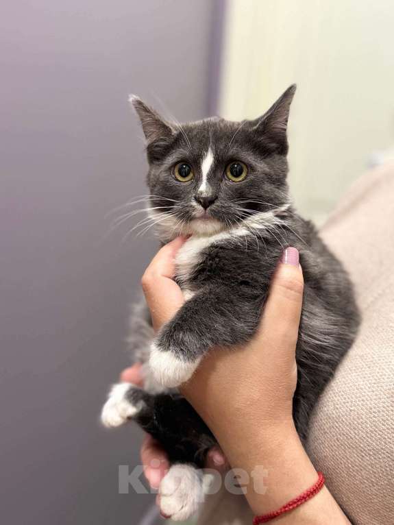 Кошки в Щелково: Жужа ищет дом! Девочка, Бесплатно - фото 2