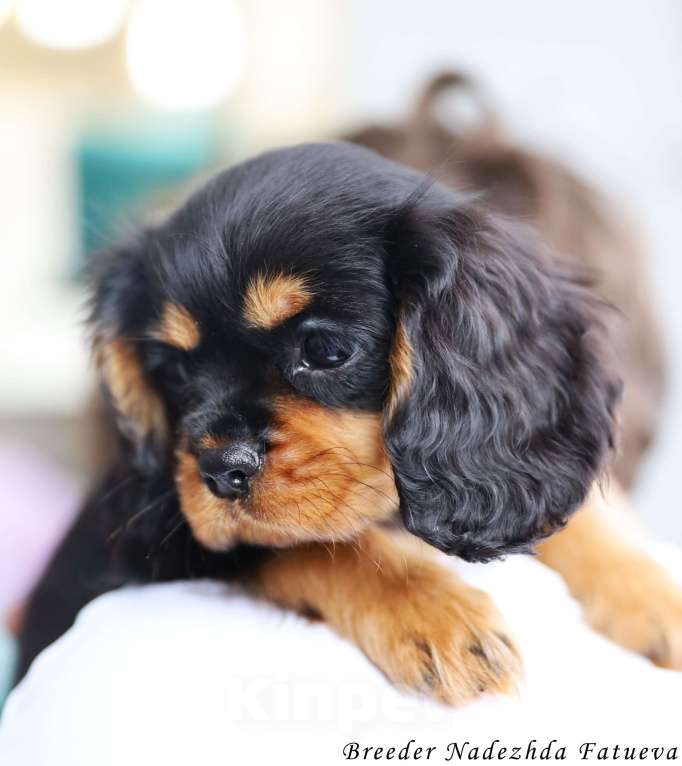 Собаки в Рязани: Щенки Кавалер Кинг Чарльз спаниеля Мальчик, Бесплатно - фото 2