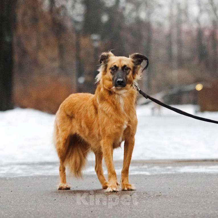 Собаки в Москве: Ни одного звонка не было. Сказочная собака Алиса Девочка, Бесплатно - фото 2