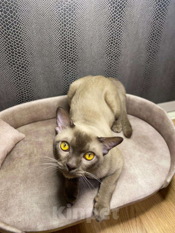 Кошки в Москве: Бурманский Аристократ Мальчик, 49 999 руб. - фото 6