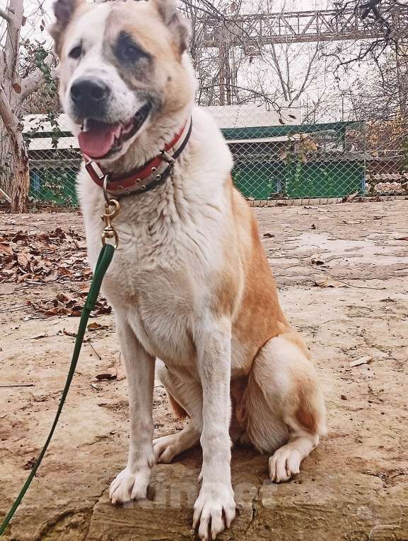 Собаки в Краснодаре: Собака в добрые руки Девочка, Бесплатно - фото 3