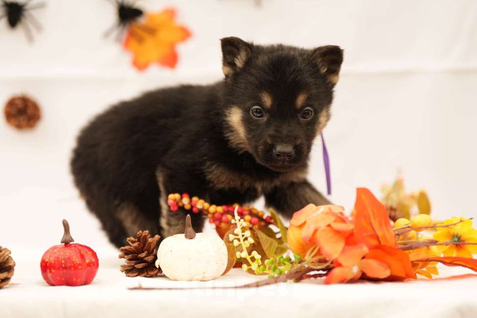 Собаки в других городах Московской области: Лучший Восточник в РФ Мальчик, 65 000 руб. - фото 1