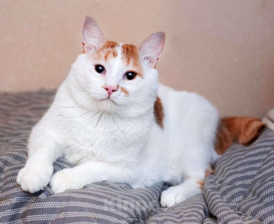 Кошки в Москве: Спокойный и ласковый бесхвостый кот Грек в дар Мальчик, 10 руб. - фото 2