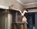 Кошки в Рыбном: Кот Мейн-кун вязка, 2 000 руб. - фото 10