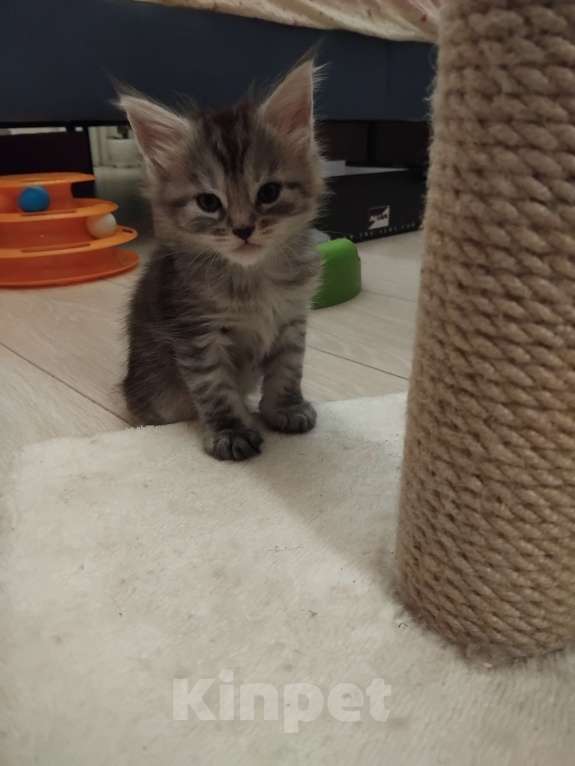 Кошки в Ставрополе: Лиана девочка Девочка, 15 000 руб. - фото 7