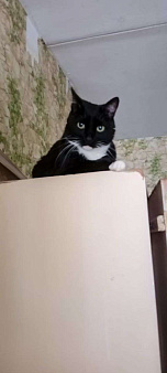 кошка Стеша ищет дом