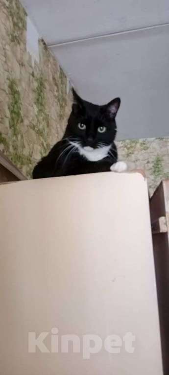 Кошки в Москве: кошка Стеша ищет дом Девочка, Бесплатно - фото 1