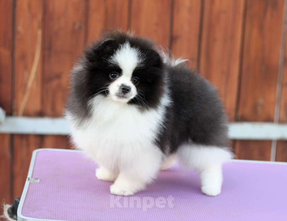 Собаки в Москве: Очаровательная бело-черная девочка Девочка, Бесплатно - фото 2