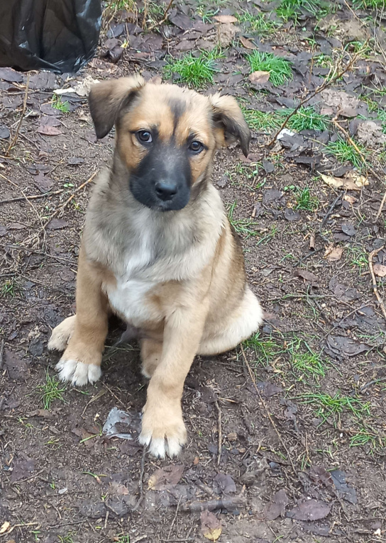 Собаки в Волгограде: Щенки ищут дом. Мальчики. 2.5 месяца Мальчик, Бесплатно - фото 4