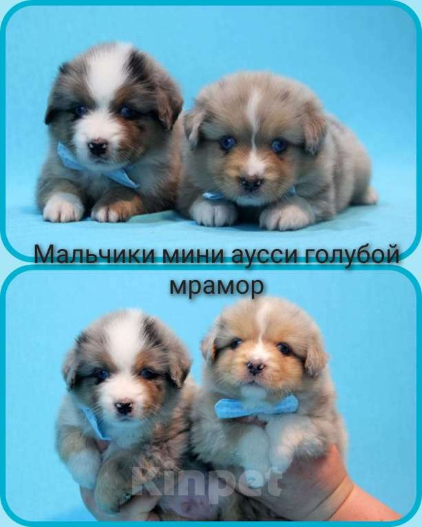 Собаки в Пушкино: Щенки мини аусси. Щенки миниатюрной американской овчарки. Щенки массы Мальчик, Бесплатно - фото 1