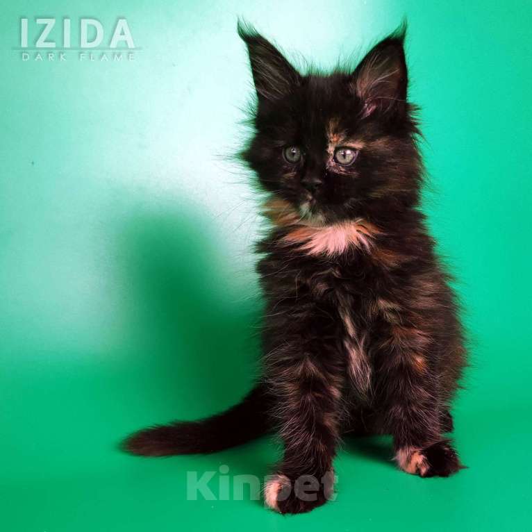 Кошки в других городах Воронежской области: Izida Dark Flame Девочка, 50 000 руб. - фото 3