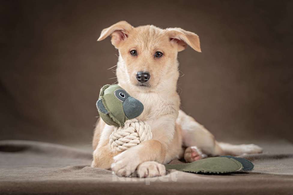 Собаки в Клине: Мелани — послушная леди готова стать вашей гордостью Девочка, Бесплатно - фото 1