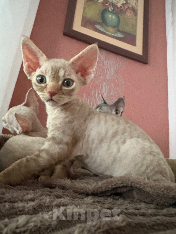 Кошки в Архангельске: Котенок Девон Рекс Разнополые, Бесплатно - фото 1