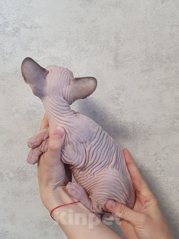 Кошки в Уфе: Канадский сфинкс девочка Девочка, 35 000 руб. - фото 3