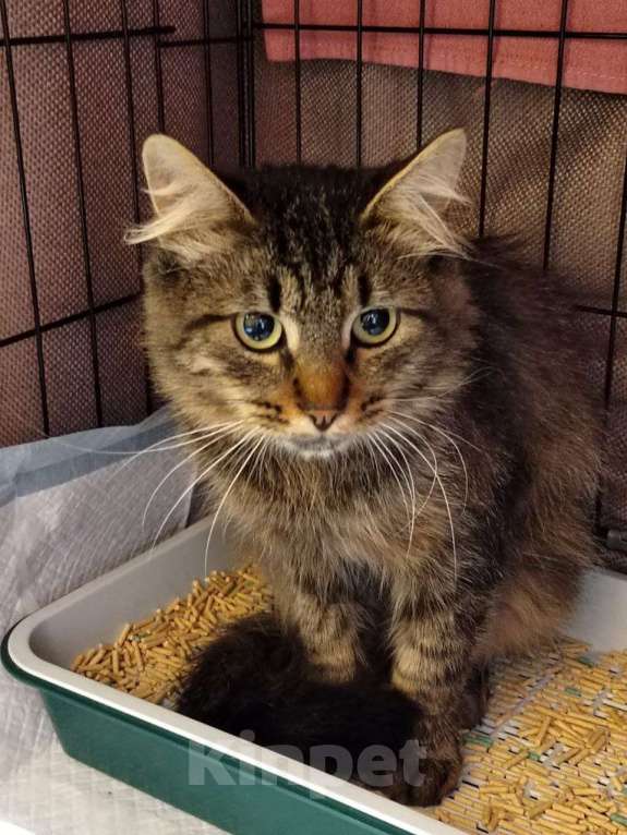 Кошки в Москве: Тимоха Мальчик, Бесплатно - фото 9