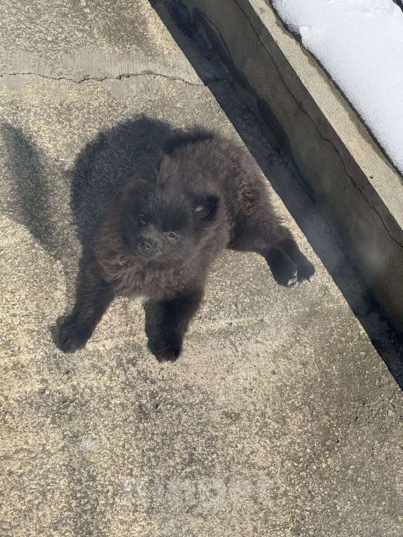 Собаки в Минеральном Воде: Красавчик Ричи Мальчик, 20 000 руб. - фото 6