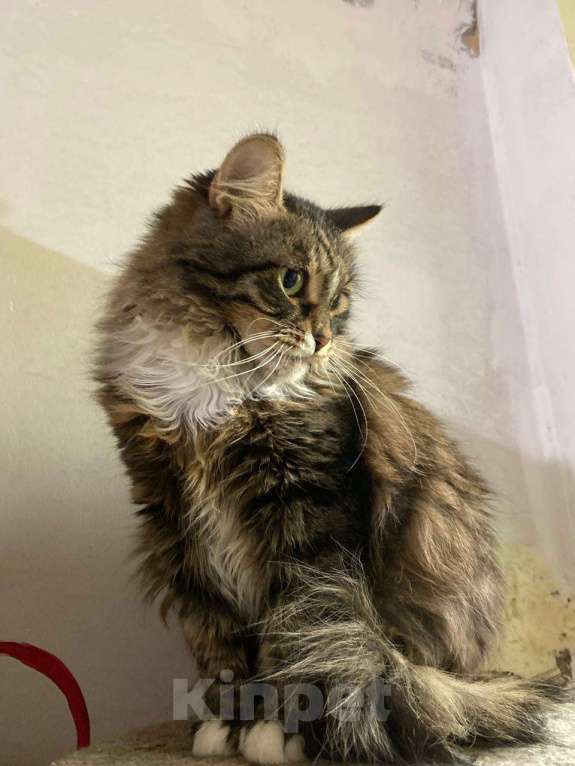 Кошки в Москве: Пушистая кошка в добрые руки Девочка, Бесплатно - фото 8