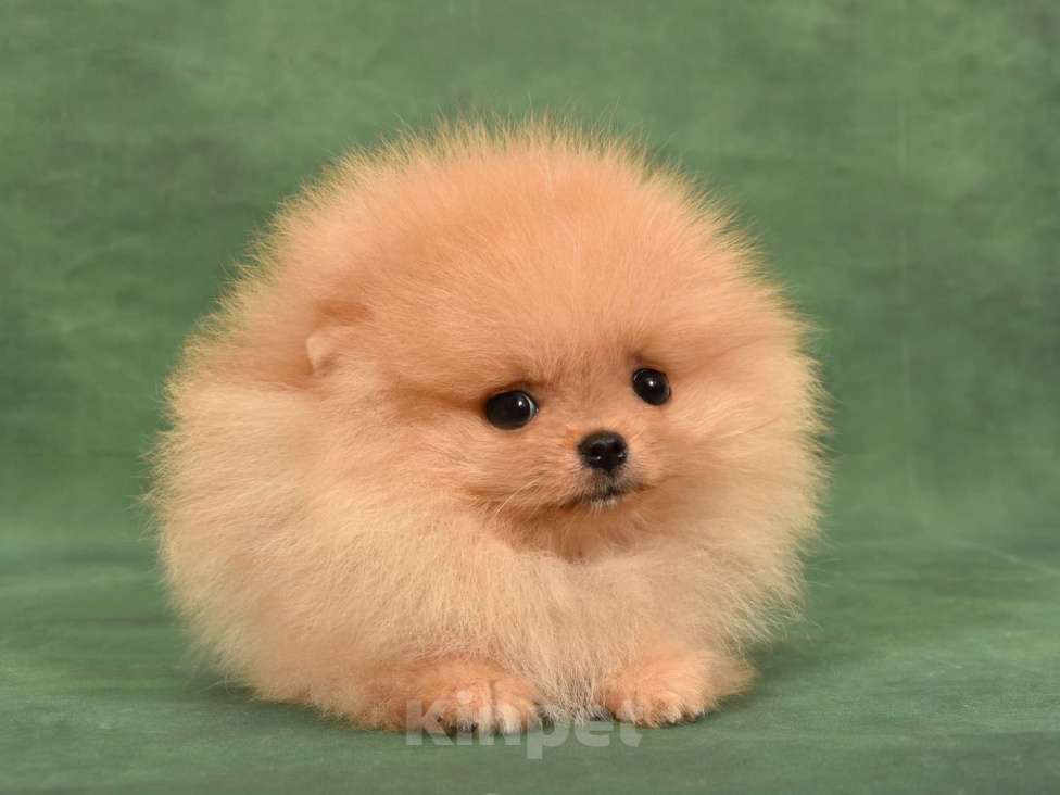 Собаки в Москве: Померанский карликовый шпиц мини мальчик Мальчик, 35 000 руб. - фото 4
