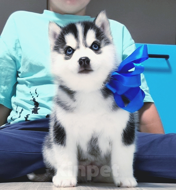 Собаки в Пятигорске: Хаски Щенки Разных окрасов Разнополые, Бесплатно - фото 1