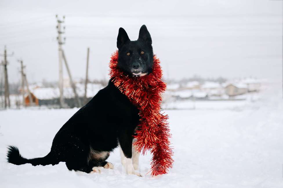 Собаки в Дмитрове: самый добрый и верный пес Сева ищет семью Мальчик, Бесплатно - фото 4