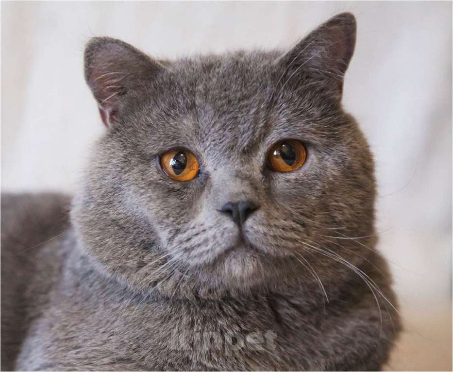 Кошки в Москве: Ищет дом ласковый котик Мальчик, Бесплатно - фото 1