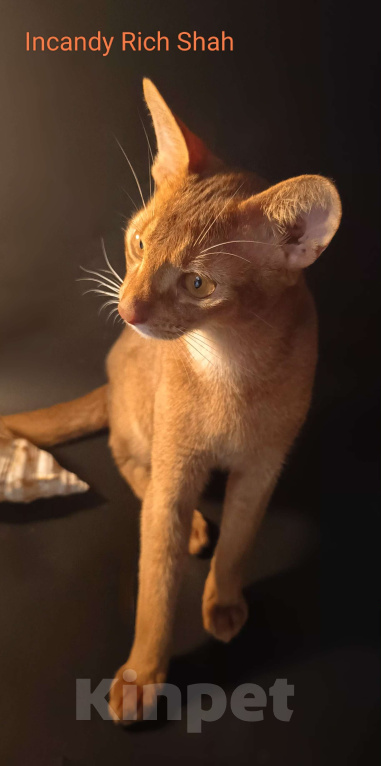 Кошки в Москве: Абиссинский красавчик соррель Мальчик, 125 000 руб. - фото 6