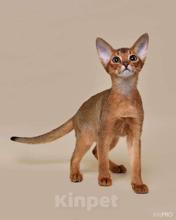 Кошки в Бердске: ПРОДАЖА 💎  Девочка, 50 000 руб. - фото 1