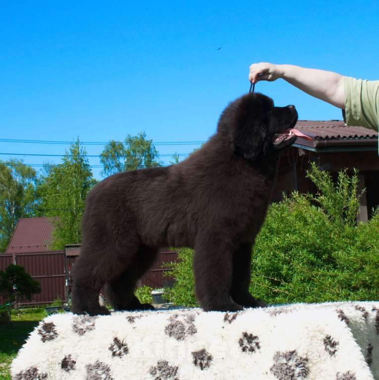 Собаки в других городах Московской области: Подрощенная девочка ньюфаундленд Девочка, Бесплатно - фото 3