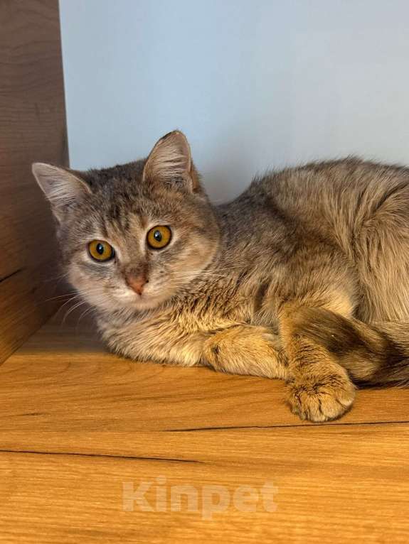 Кошки в Липецке: Котята Мальчик, Бесплатно - фото 7