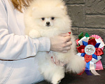 Собаки в Москве: Элитный мальчик Померанского ШПИЦА Мальчик, 75 000 руб. - фото 2