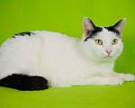 Кошки в Москве: Афина (Афи) 1,5г белая кошечка  с чёрными пятнами и зелёными глазками Девочка, 478 руб. - фото 6